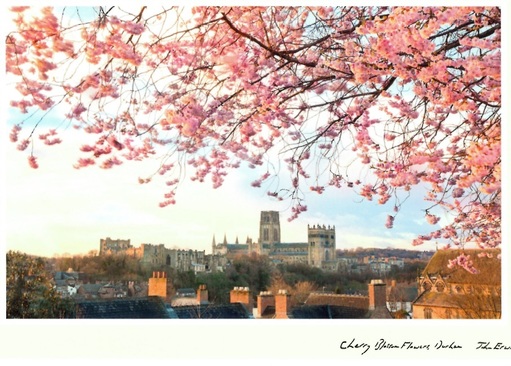 John Erwin Card Cherry Blossom Flowers Durham